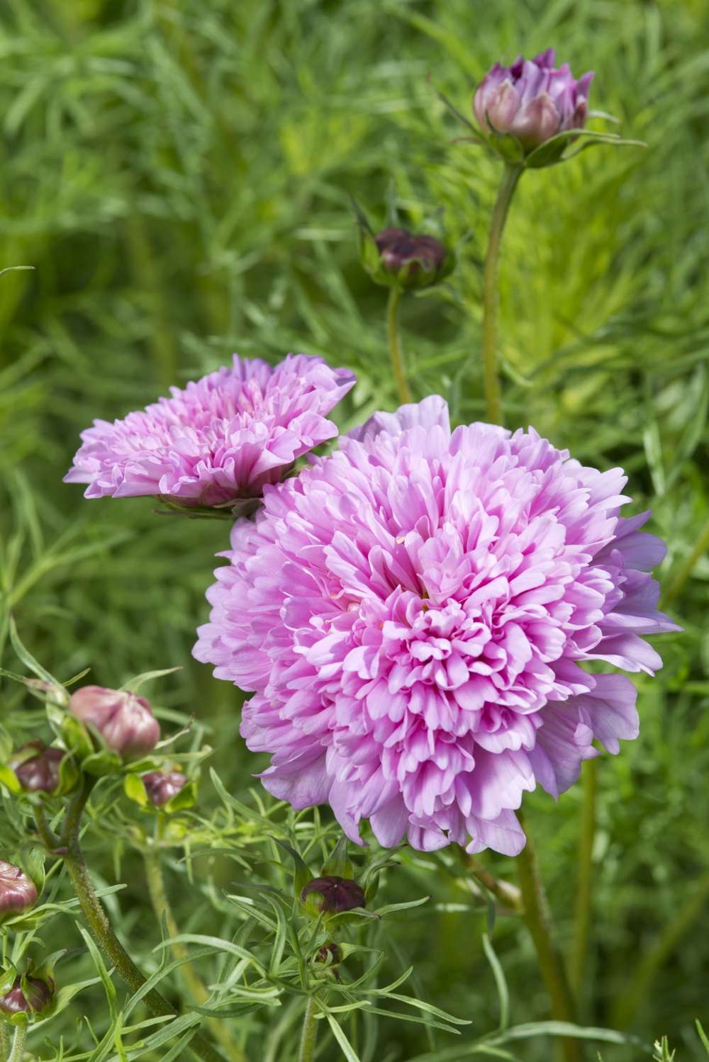 Rosenskära 'Double Dutch Rose' (frö)